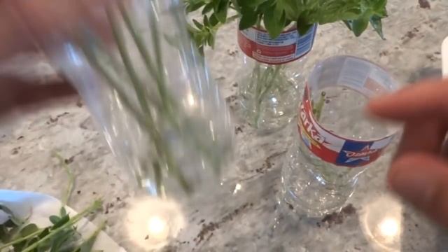 Drying and Propagating Oregano From The Garden смотреть онлайн