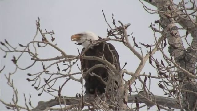 MISS FRANCE BEAUTY PAGEANT SCREAM