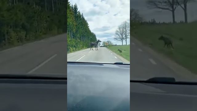 Козл мозл смотреть онлайн