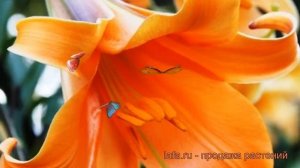 Лилия трубчатая Африкан Квин (lilium african queen) ? обзор: как сажать, луковицы лилии Африкан Кви