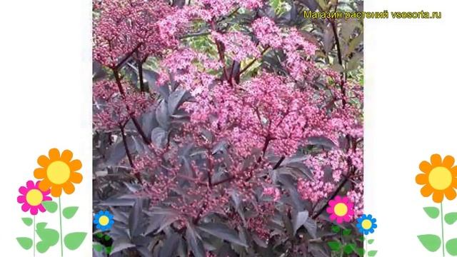 Бузина черная Тундерклоуд. Краткий обзор, описание характеристик Sambucus Nigra Thundercloud