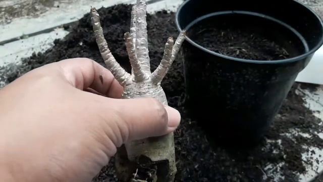 Membentuk Adenium Akar Cabang 3 смотреть онлайн