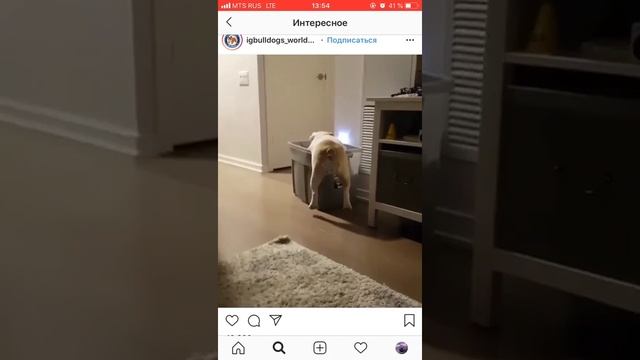 Бульдожья толстая попа смотреть онлайн