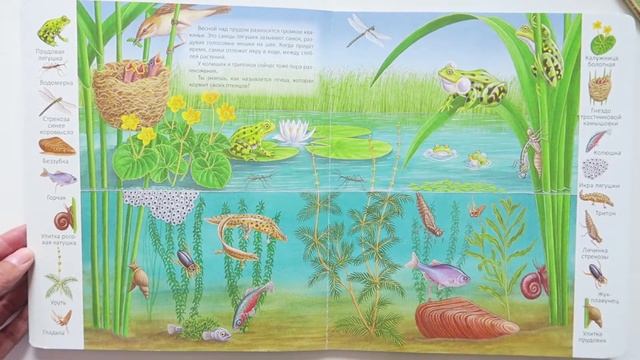 Первые книги малыша, учим новые слова! "В пруду и у реки", "Животные и растения морей и океанов" смотреть онлайн