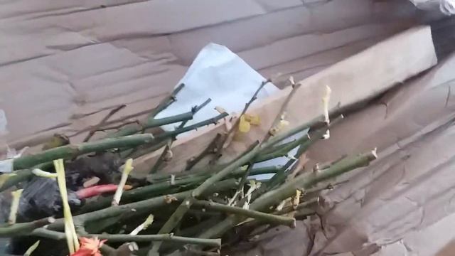 Сады Эдема (розы) смотреть онлайн