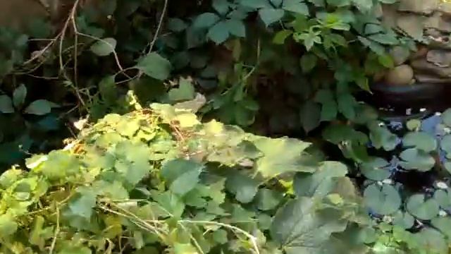 Как сделать водоем в загородном доме и сухой ручей смотреть онлайн