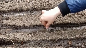 Посадка листового салата на зелень весной в открытый грунт