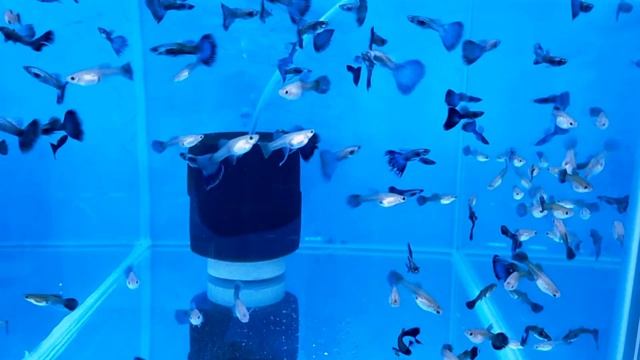 moscow neon blue rîbbon guppy смотреть онлайн