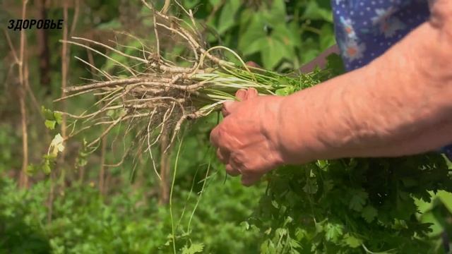 Как я стерла морщины при помощи этих секретов | Просто возьми петрушку и... смотреть онлайн