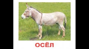 Карточки Домана Домашние животные часть 2