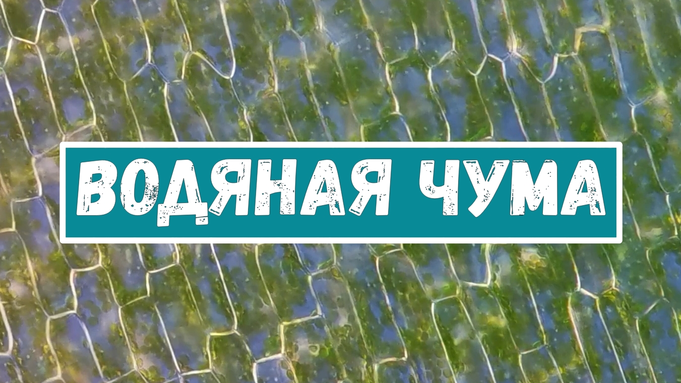 Элодея или водяная чума смотреть онлайн