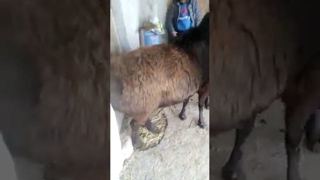 Өсөр ажынын линиясынан кочкорлор сатылат 0773 757 588 смотреть онлайн