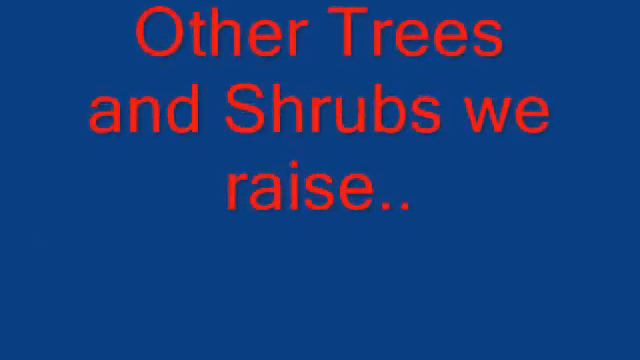 Diablo Ninebark Trees смотреть онлайн