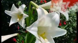 С днем рождения Лиля