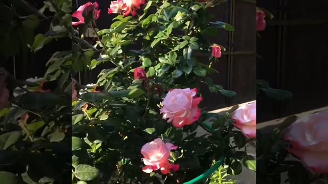 Розы.Роза на штамбе «Double Delight» (Дабл Делайт) смотреть онлайн