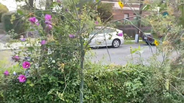 Zone 7a Garden Tour (Late September 2022) | Gardening Mindfully смотреть онлайн