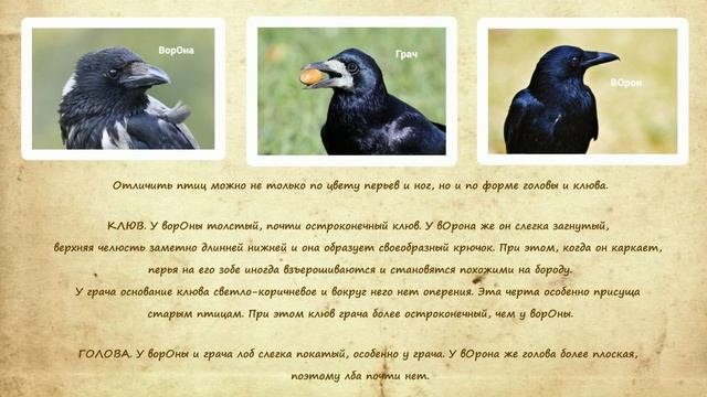 Чем ворон, ворона и грач отличаются друг от друга Raven crow rook смотреть онлайн