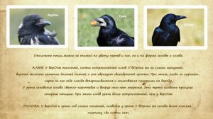 Чем ворон, ворона и грач отличаются друг от друга Raven crow rook