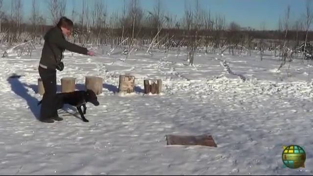 Воспитание щенка. Курс послушания.