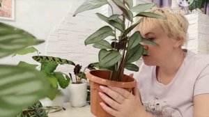 Калатеи, ктенанты, маранта, строманта, обзор коллекции моих марантовых.