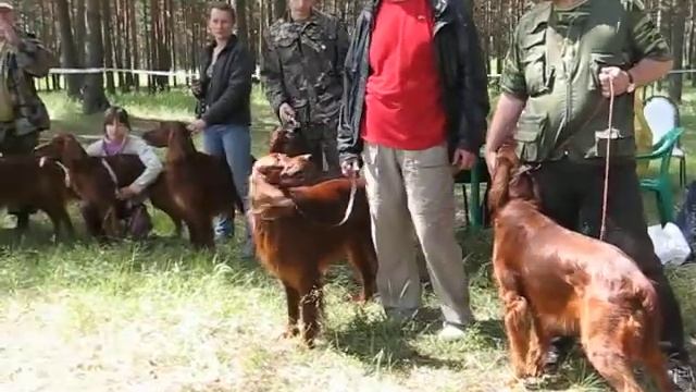Setter / сеттер Всероссийская выст. ох. собак, Тверь 2007