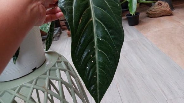 Anthurium Villenaorum #วิลเลนาโอรัม