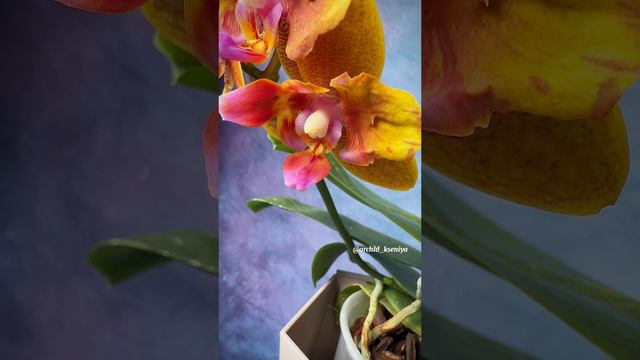Phal. Lioulin Orange 🍊 Восковой рыжий фаленопсис от садовника Miki orchids | Учудил в это цветение смотреть онлайн