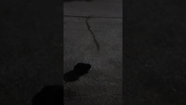 Please come and git the cat give them a good home смотреть онлайн