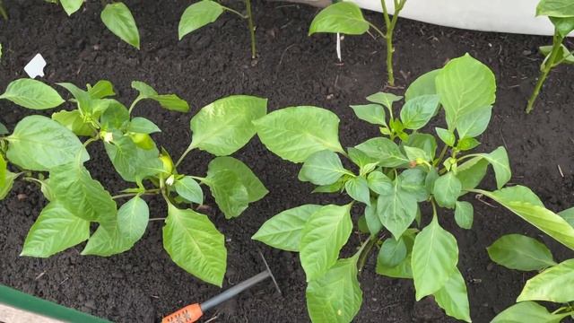 ВАЖНАЯ ПОДКОРМКА ПЕРЦА ДЛЯ ОБИЛЬНОГО УРОЖАЯ! Начальное формирование смотреть онлайн