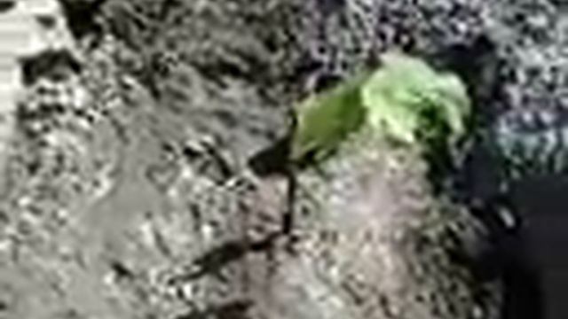 Посадка винограда 6 смотреть онлайн