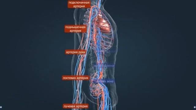 Система кровообращения | Анатомия человека | Биология смотреть онлайн