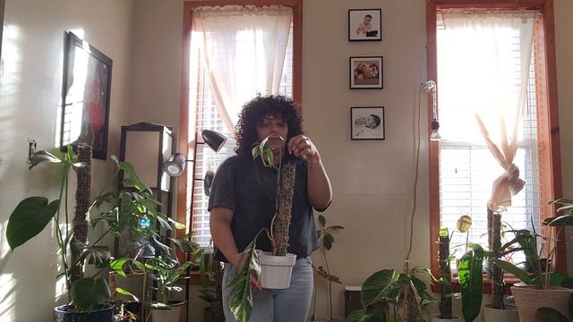 Primer Recorrido de Plantas | Plants & Curls смотреть онлайн