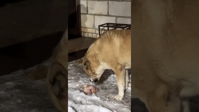 РЕЖИМ ТУРБО НА ПАУЗЕ- ГОТОВА ВЗОРВАТЬСЯ смотреть онлайн