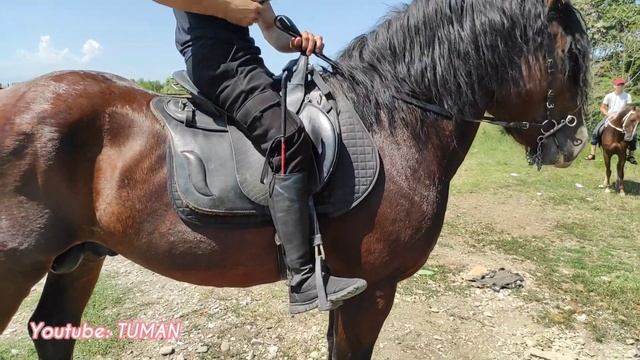 Владимировский тяжеловоз Чечня рынок Лошадей смотреть онлайн