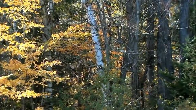 Чёрный кофе С ветки падающий лист смотреть онлайн