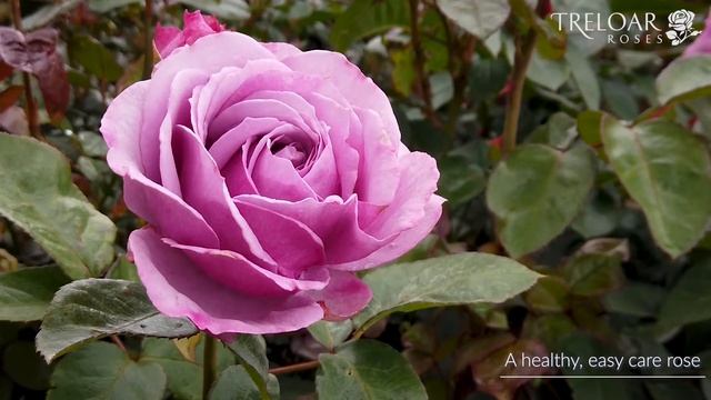 Quick Silver - Rose смотреть онлайн