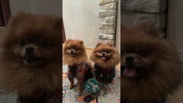 Одежда для собак. Шью одежду для собак. Отзывы клиентов. смотреть онлайн