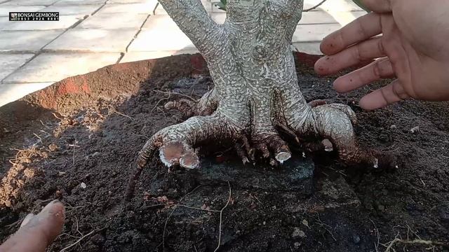 Dongkel Bahan Bonsai Kimeng di Jamin Aman смотреть онлайн