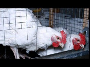 Какой бройлер лучше Кобб 500 или Кобб 700