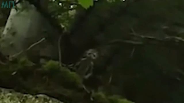 10 НАСТОЯЩИХ ГНОМОВ СНЯТЫХ НА КАМЕРУ смотреть онлайн