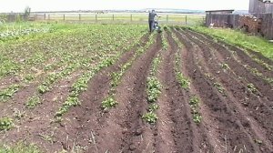 окучивание  мотоблоком