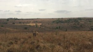 Почему и как львов изгоняют из прайда. Как устроен львиный прайд?