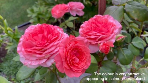 Toulouse Lautrec, Meilland - Marie Caroline, Adam roses - September 2022