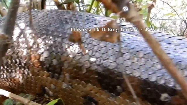 Anacondas in Brazil Adventure смотреть онлайн