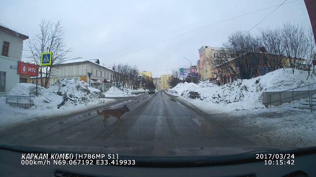 ЗАБАВНЫЕ ЖИВОТНЫЕ. Как правильно переходить дорогу. смотреть онлайн