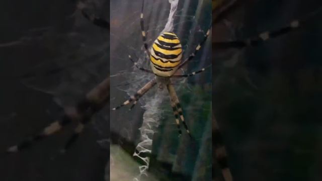 Паук-оса (аргиопа Брюнниха Argiope bruennichi) смотреть онлайн