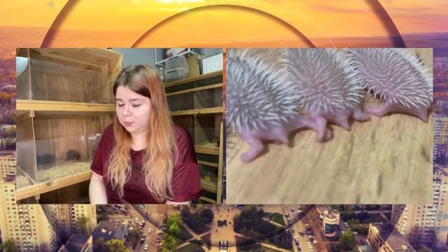 Яна Битус об уникальных ежах, питомнике в собственной спальне и секретах колючих животных смотреть онлайн