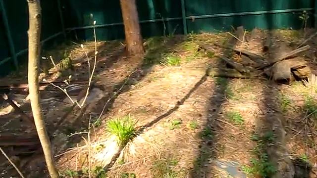 #149 (2018-05-01) временный курятник из собачьей будки. Транспортировка смотреть онлайн