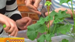 Пересадка домашних растений в кашпо с системой автополива olGGol