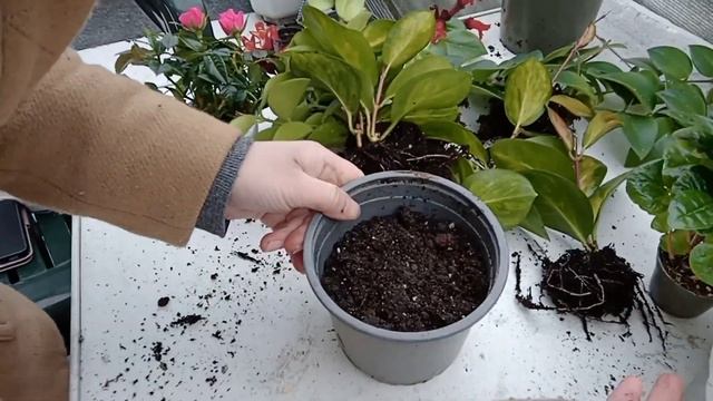 Mum Çiçeği & Ruj Çiçeği - PORZELLAN BLUME, STRAHLIGE SINNBLUME - Hoya carnosa Aeschynanthus radican смотреть онлайн